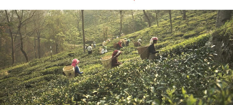 Darjeeling Anbau