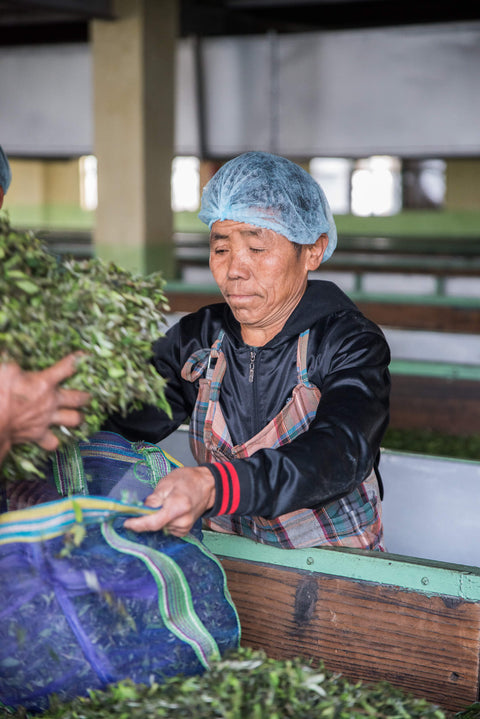 Teeverarbeitung in Darjeeling durch einen Teebauern