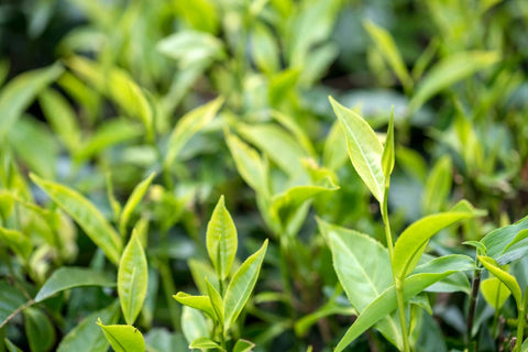 Teepflanzen