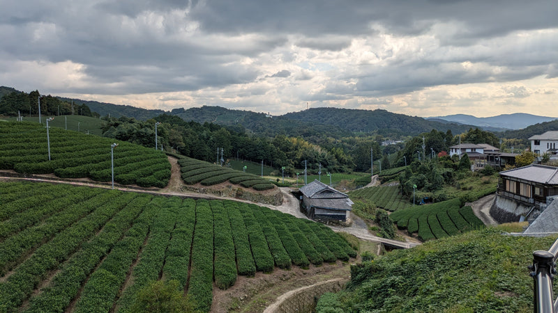 Weitläufige, terrassenförmig angelegte Teeplantage in hügeliger Landschaft mit schmalen Wegen, einem kleinen Haus und bewölktem Himmel im Hintergrund.