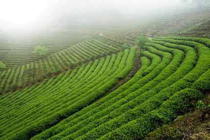 Blick auf eine Teeplantage in Taiwan, die von Nebel bedeckt ist